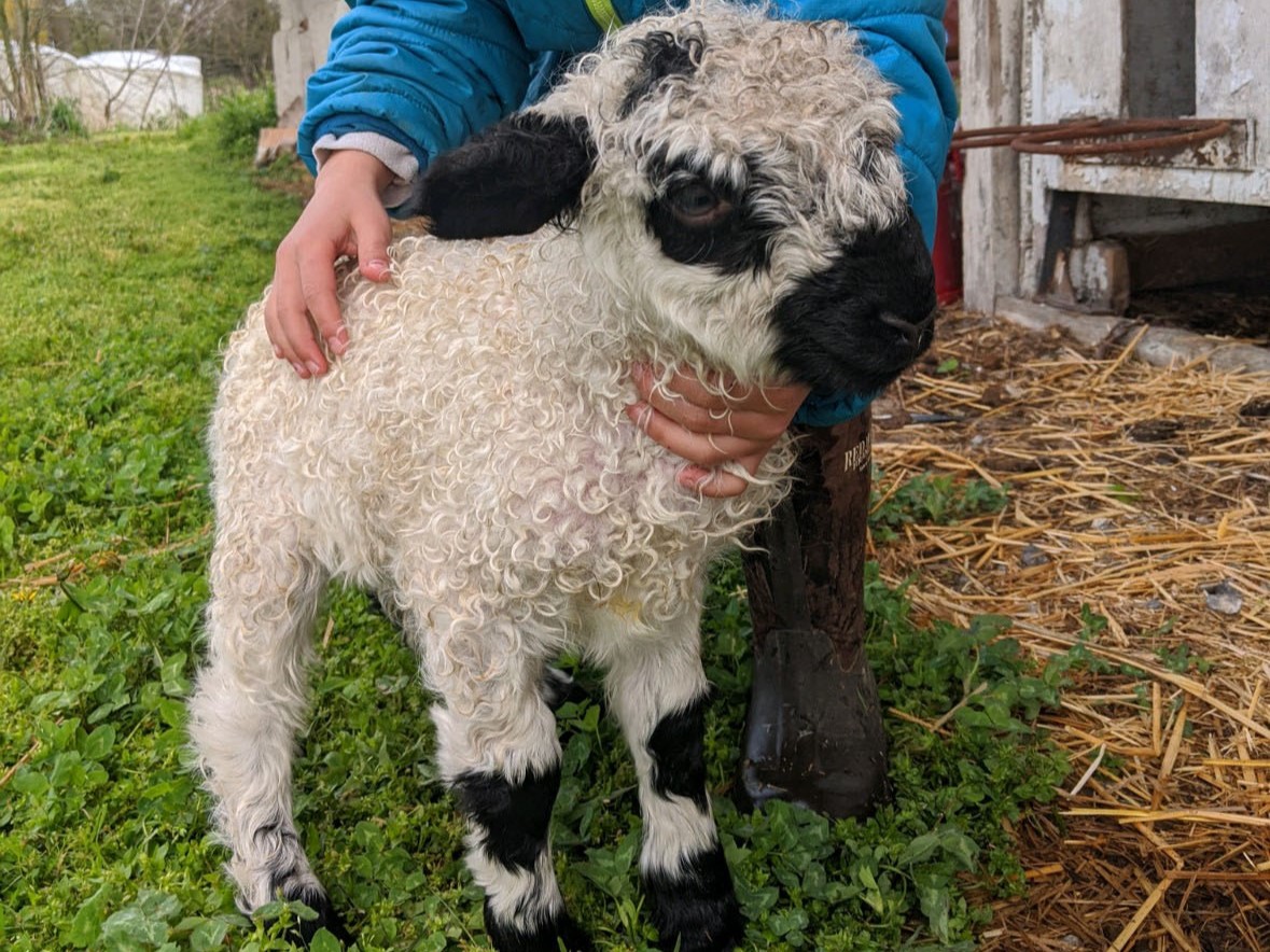 Lady with sheep